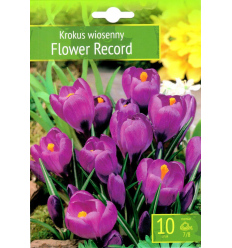 CROCUS FLOWER RECORD