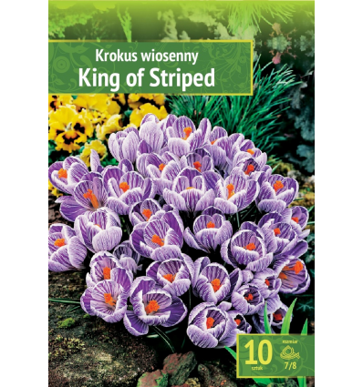 CROCUS KING OF THE STRIPED