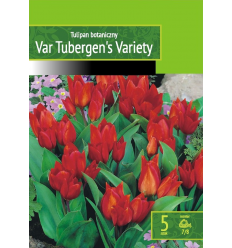 TULIPA VAN TUBERGEN'S VARIETY