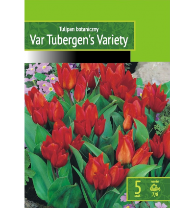 TULIPA VAN TUBERGEN'S VARIETY