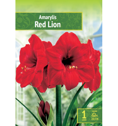 AMARILLIS RED LION