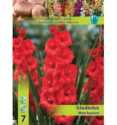 GLADIOLUS LARGE BLOOM MATCHPOINT