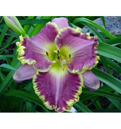 DAYLILIES FACE OF THE STARS