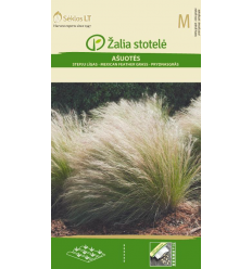 MEXICAN FEATHER GRASS