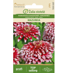 ZINNIA MAZURKIA RED/ WHITE, DOUBLE