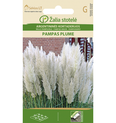 PAMPAS GRASS PAMPAS PLUME WHITE, 250 CM