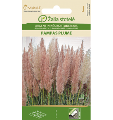 PAMPAS GRASS PAMPAS PLUME