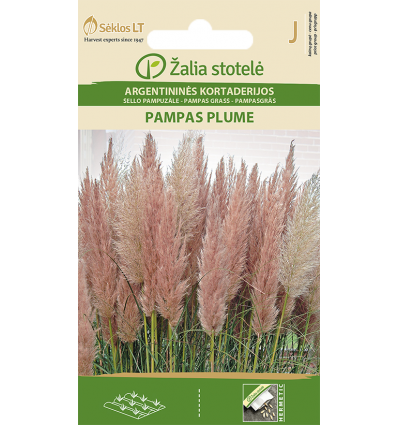 PAMPAS GRASS PAMPAS PLUME