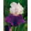 IRISES BEARDED BURGERMEISTER