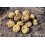 SEED POTATOES KARELIA A 5KG