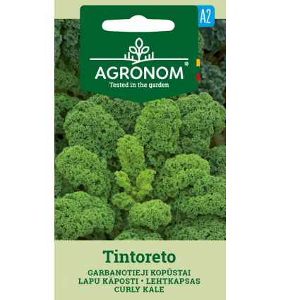 CURLY KALE TINTORETO