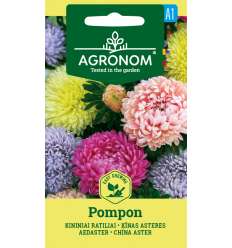 CHINA ASTER POMPON