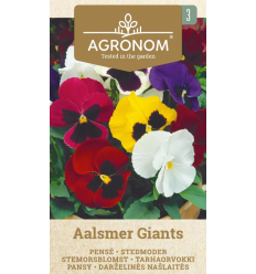 PANSY AALSMER GIANTS