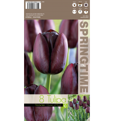 TULIPA QUEEN OF NIGHT