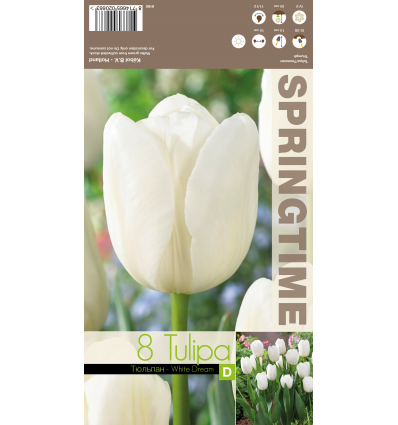 TULIPA WHITE DREAM