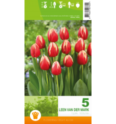 TULIPA LEEN VAN DER MARK