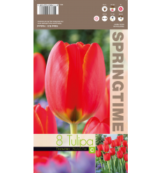 TULIPA WORLD'S FIRE