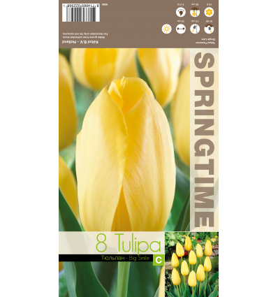 TULIPA BIG SMILE