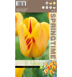 TULIP OLYMPIC FLAME