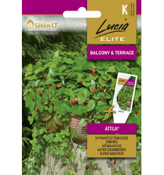 ALPINE STRAWBERRIES ATTILA