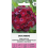 SWEET WILLIAM OESCHBERG