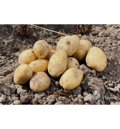 SEED POTATOES PRIMABELLE A 2KG
