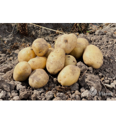 SEED POTATOES PRIMABELLE A 5KG