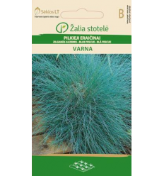 BLUE FESCUE VARNA