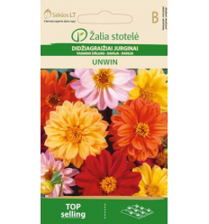 DAHLIA SUMMER, UNWIN MIX