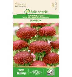 ASTER CHINA, POMPON RED/KIRSCH