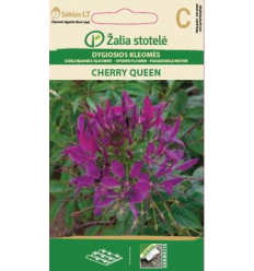 SPIDER FLOWER CHERRY QUEEN