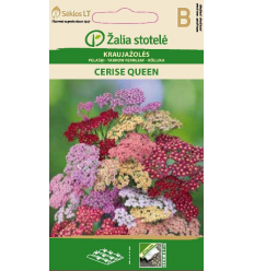 KRAUJAŽOLĖS CERISE QUEEN