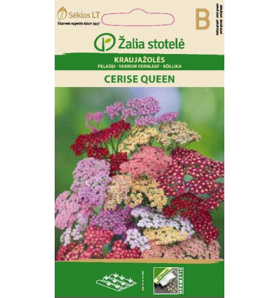 YARROW CERISE QUEEN