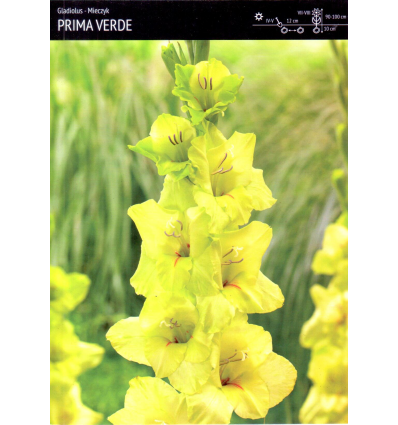 SHOWBOX GLADIOLUS PRIMA VERDE/ RAVEL/ ROUSSEL/ ROSTOV/ ESSENTIAL/ PRINCESS FRIZZLE