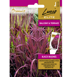 ORNAMENTAL RICE BLACK MADNES