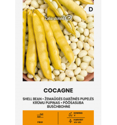 SHELL BEAN COCAGNE