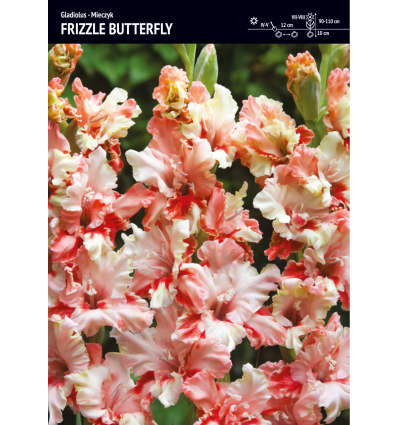 GLADIOLUS FRIZZLE BUTTERFLY