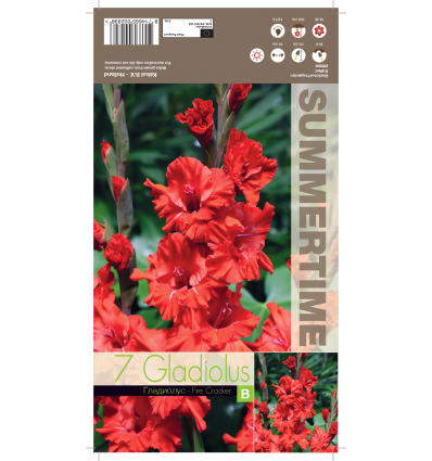 GLADIOLUS FIRE CRACKER