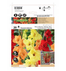 GLADIOLUS MIXED FIREWORK COLLECTION