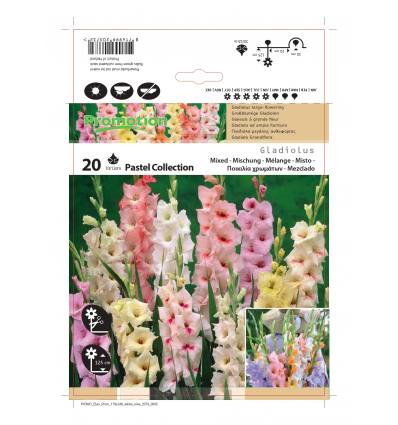 GLADIOLUS MIXED PASTEL COLLECTION