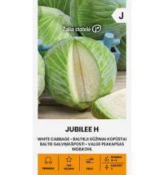 WHITE CABBAGE JUBILEE H