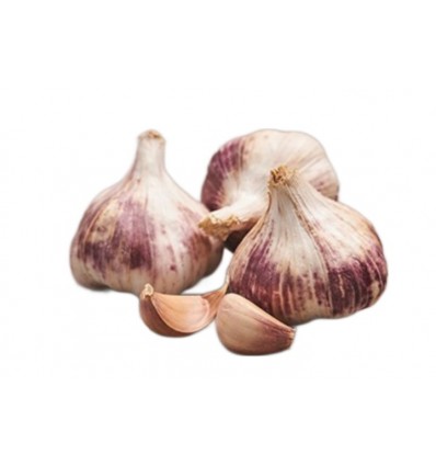 WINTER GARLIC (Size 1, 4+ cm) - purple shell