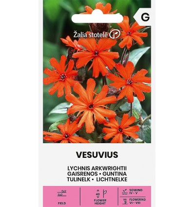 LYCHNIS ARKWRIGHTII VESUVIUS