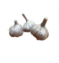 WINTER GARLIC HARNAŠ