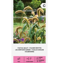 FOXTAIL MILLET