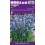 LINKSMĖS HYACINTHOIDES BLUE