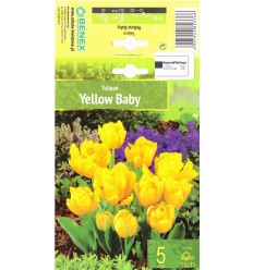 TULIPA YELLOW BABY