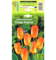 TULIPA ORANGE EMPEROR