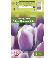 TULIPA PURPLE - WHITE