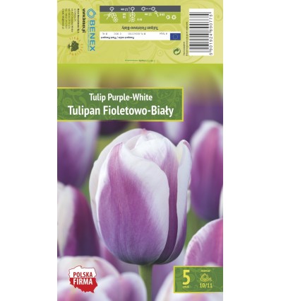 TULIPA PURPLE - WHITE